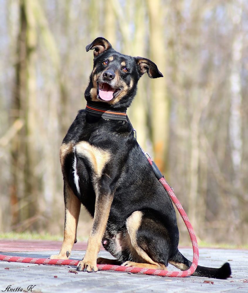 Czarny, starszy i (nie)zwykły kundelek. Super pies do adopcji.