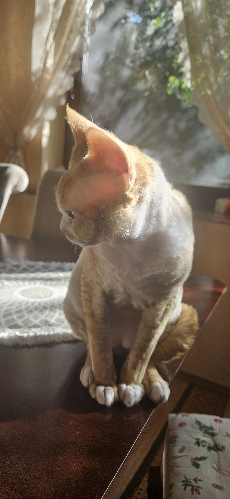 Kocurek Devon Rex