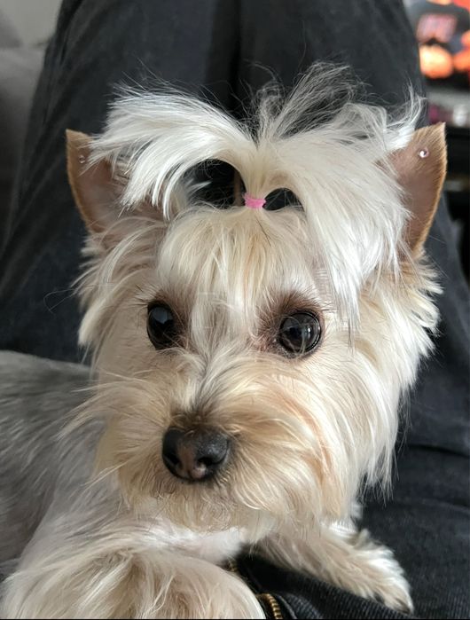 Йоркишрський терьєр , бівер йорк , йорчик