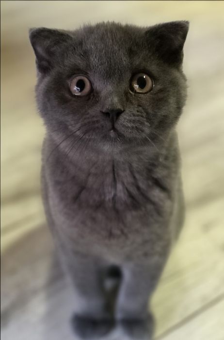 Kotka szkocka scottish fold rodowód do odbioru