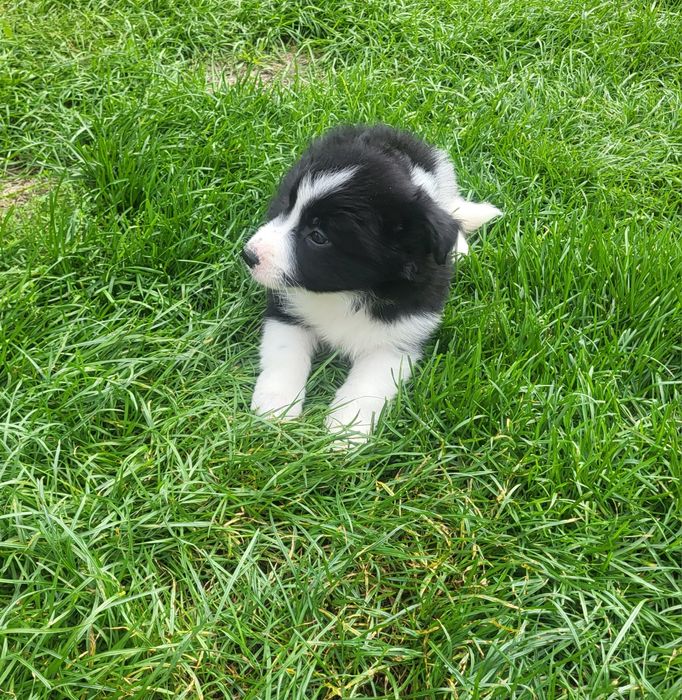 Border collie szczeniak