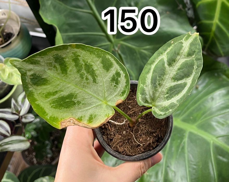 Обмін або викуп)