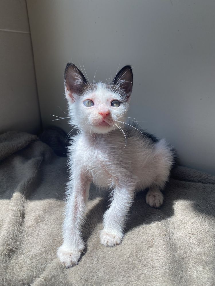 Gatinha para adoçao 2 meses e meio