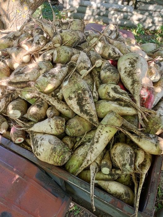 Буряк   кормовий