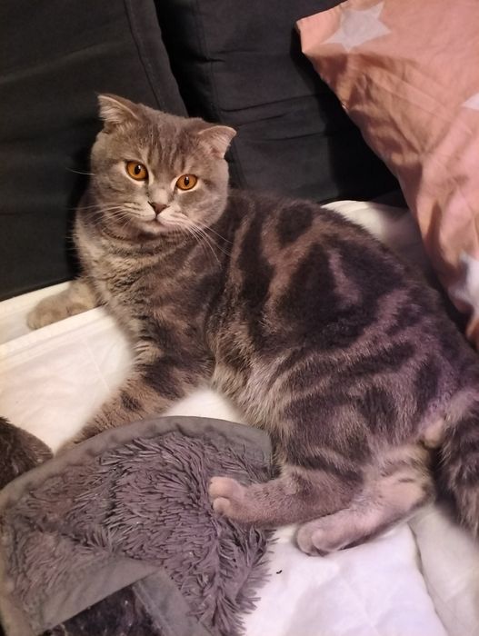 Кіт Міша шукає собі кицю для в'язки дуже хороший котик породи Шотланец