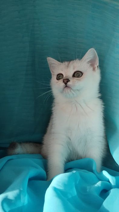 Девочка, серебристая шиншилла
