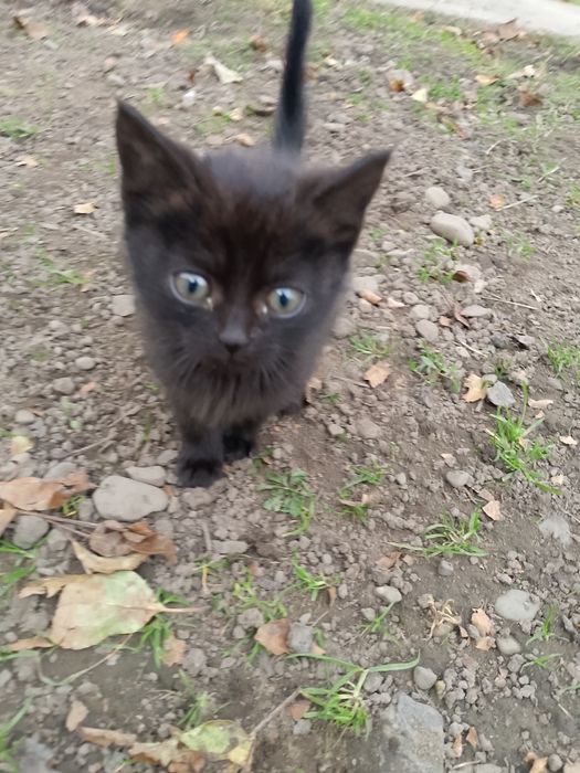 ВІДАМ КОШЕНЯТ в добрі руки