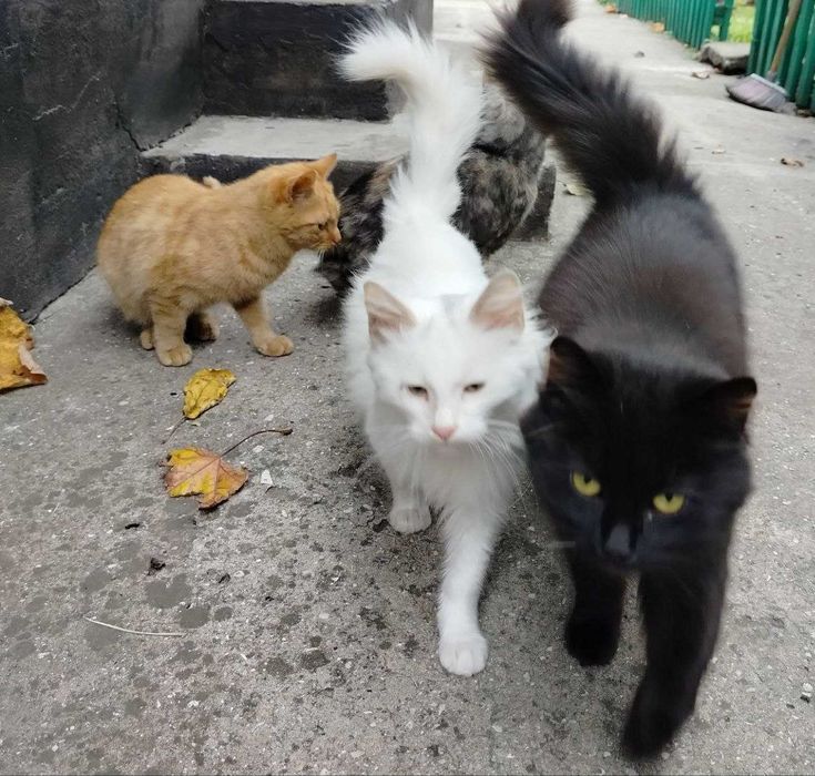 Котята ищут любящие семьи котики