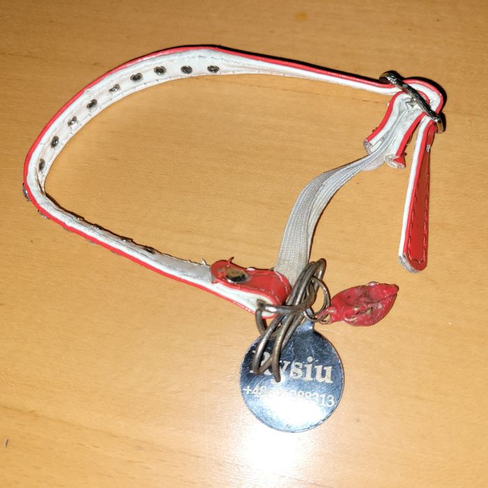 Obroża dla kota ozdobna