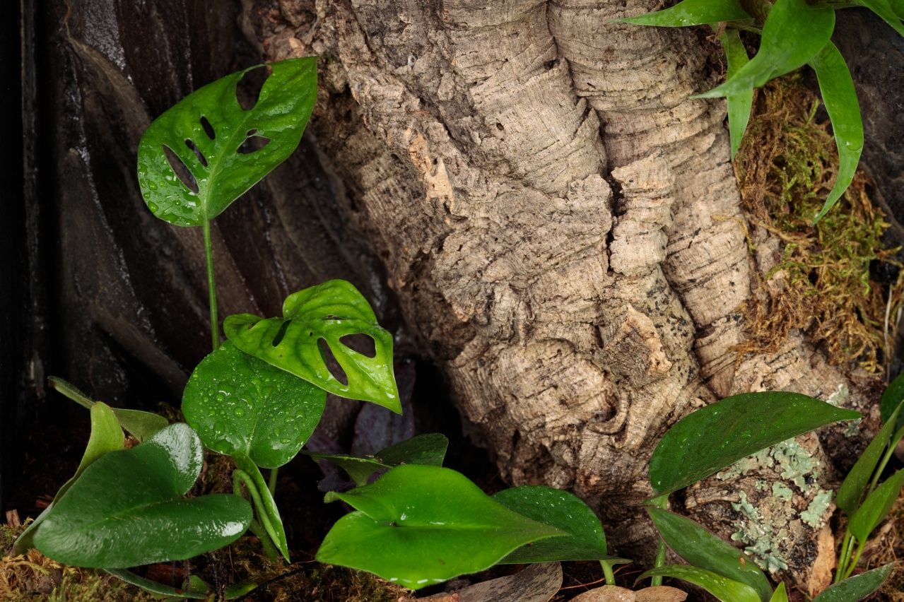 Paludarium vivarium terrarium gekon