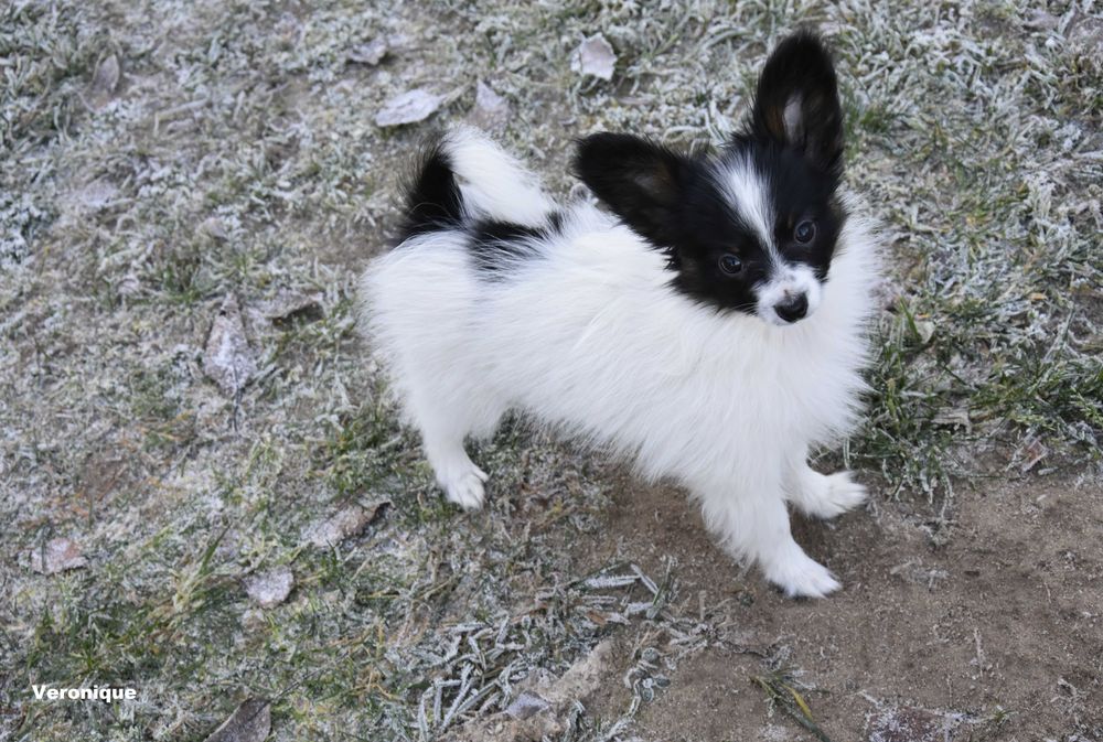 Papillon, suczka ZKwP