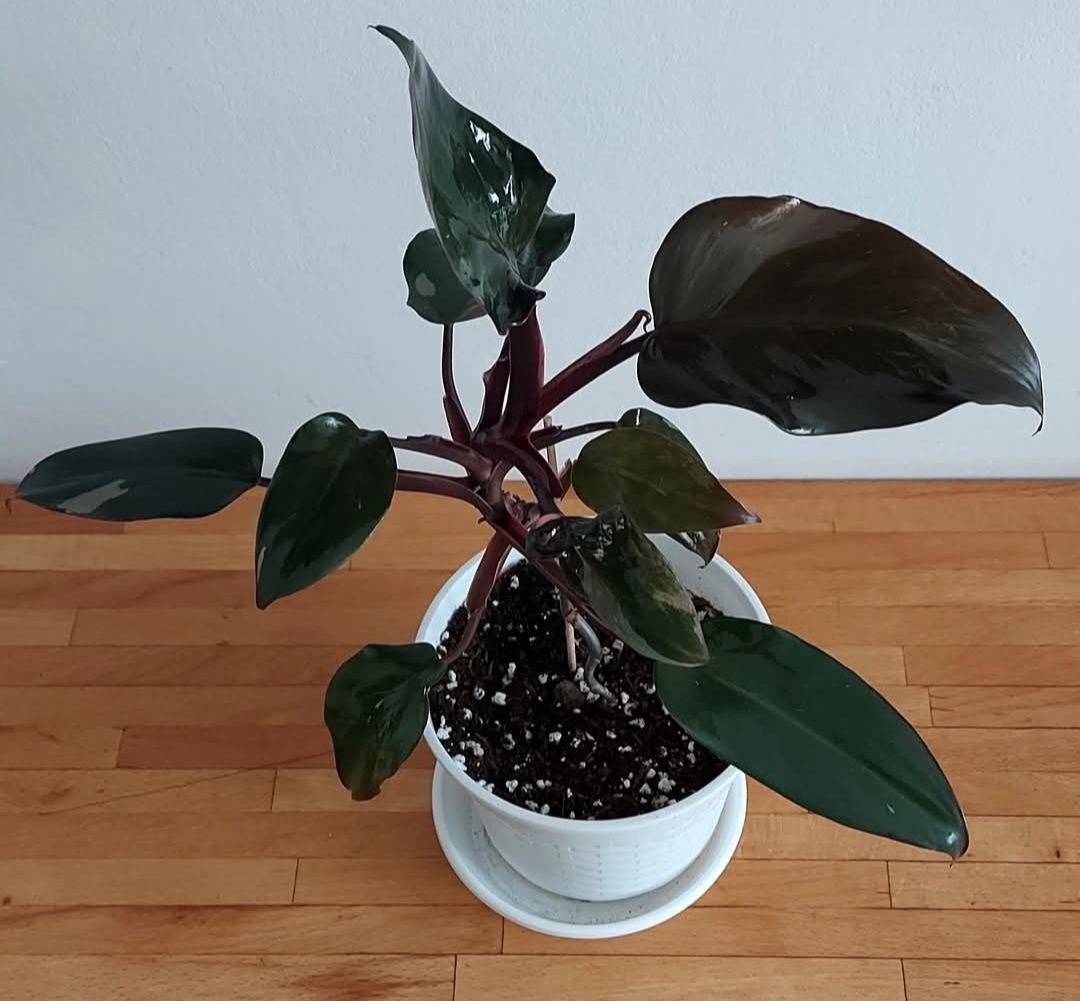 Kwiatek doniczkowy Filodendron PINK PRINCESS