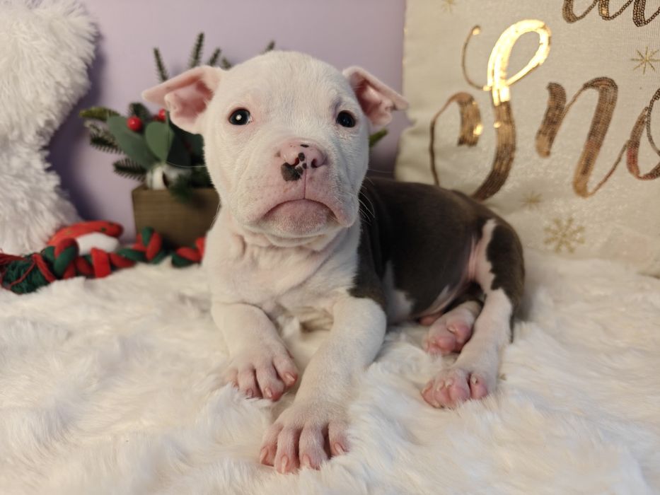 Śliczny piesek Amstaff!