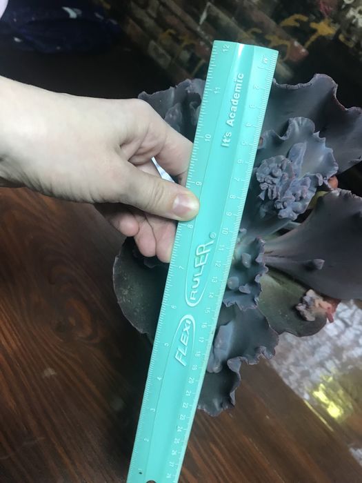 Суккулент Echeveria Ragamuffin ечеверія Рагамафін двуголова