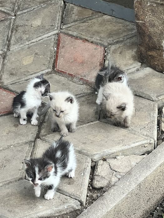 Віддам котиків в хороші руки