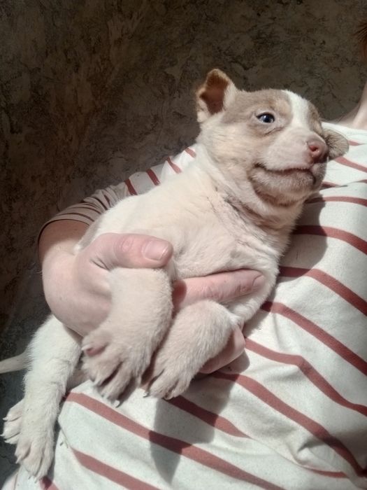 Щенок Бублик вакцинированный