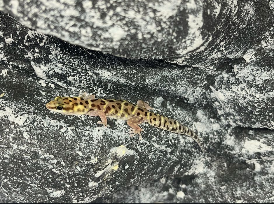 Gekon tygrysi gekony tygrysie Pachydactylus tigrinus Lublin