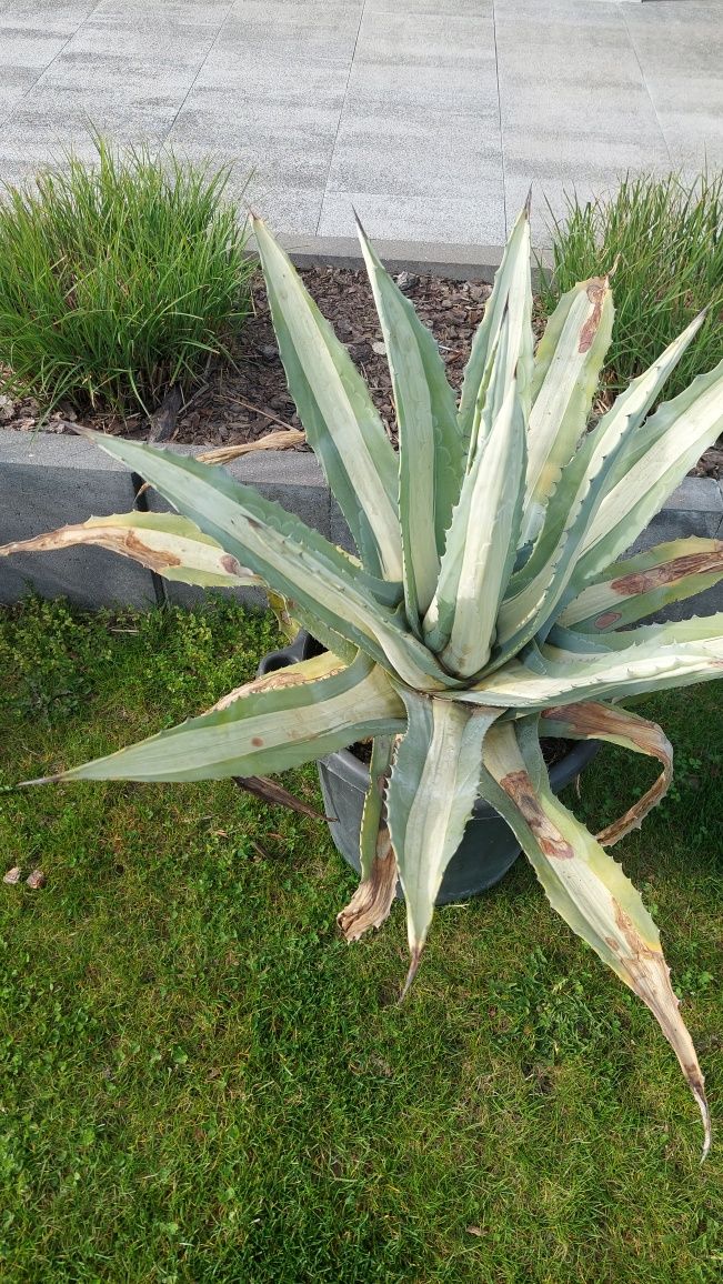 Agave medio-picta alba agawa bardzo duża odmiana kolekcjonerska