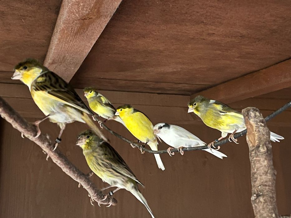 Kanarki z woliery zewnętrznej