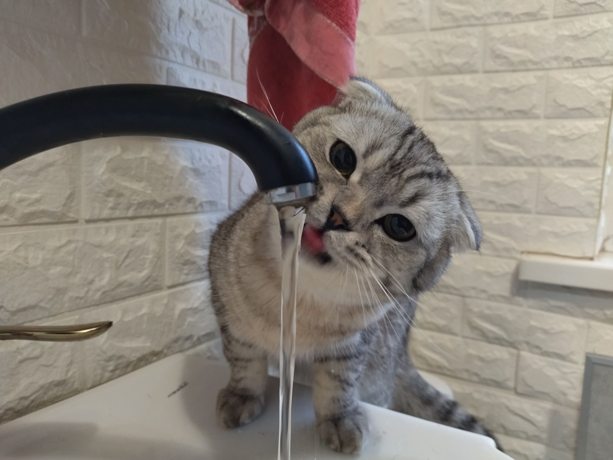 Вязка Шотландец котик