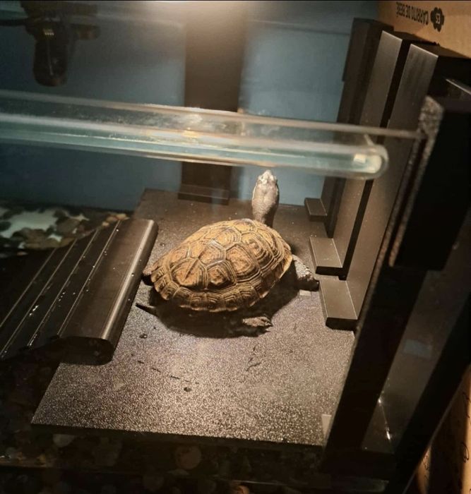 Wyspa 3D dla żółwia – wsuwana do akwarium