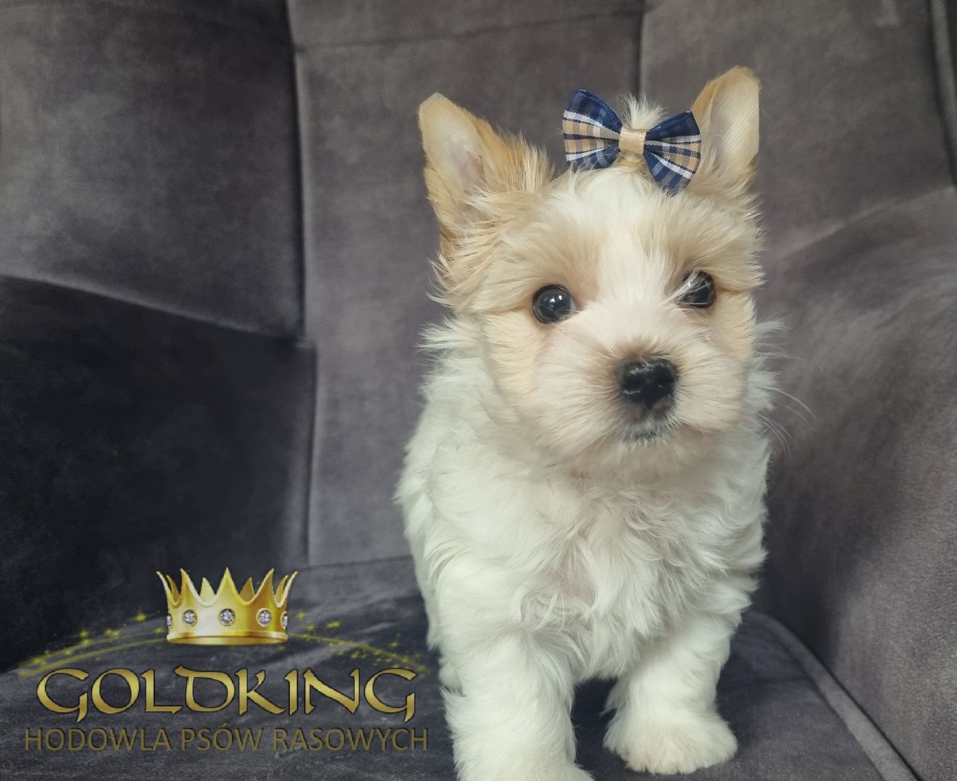 Golddust Yorkshire Terrier York  26.02.24 piesek