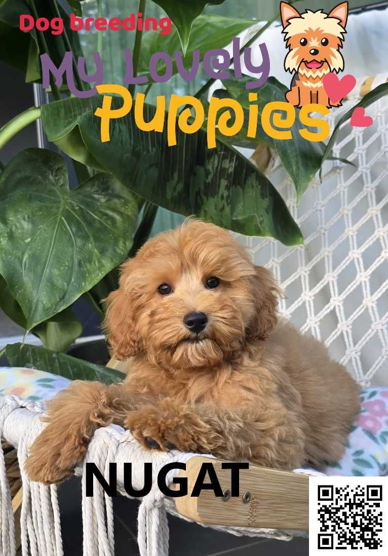 Cavapoo śliczny chłopiec  Nugat