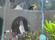 Mollies Pretas e Amarelas