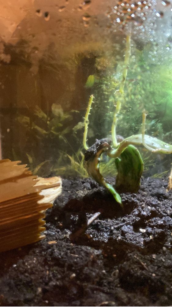 Largato de 7 Cm completo Autosustentavel