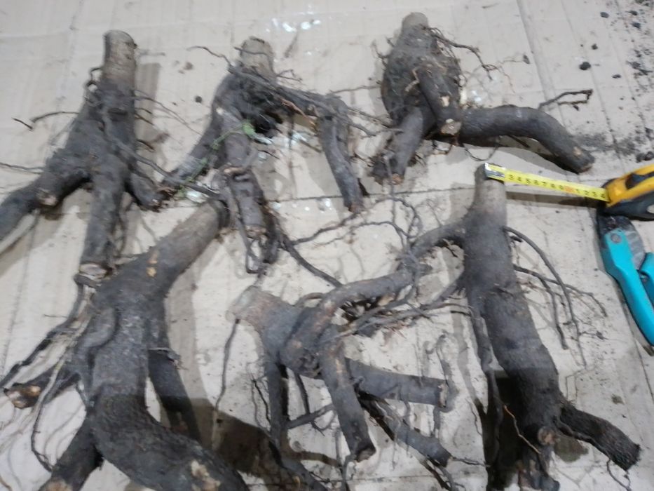 Павловния.Павловнія дворічна. Саджанці сортів Шан Тонг,Пао ТонгZ-0