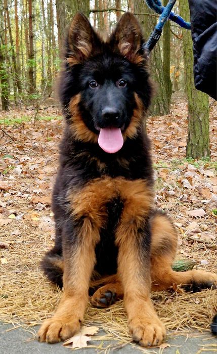 Owczarek Niemiecki Długowłosy- Piesek.