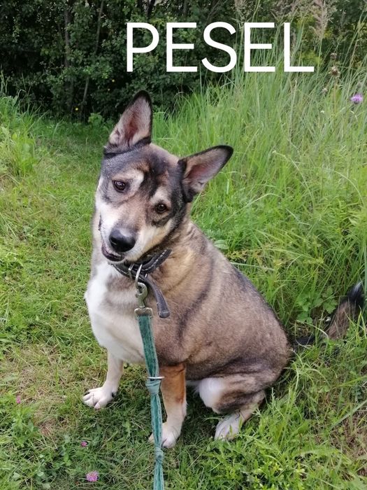 PESEL duży starszy pies szuka domu