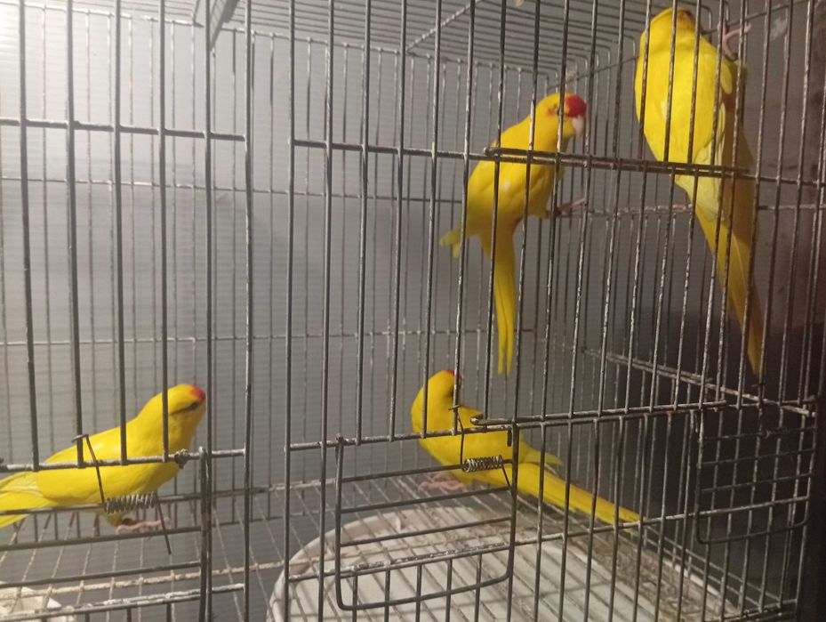 Ring necks agapórnis kakariquis e forpus