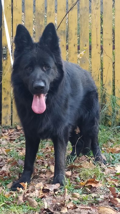 CAŁA POLSKA - Owczarek Staroniemiecki cały czarny, niemiecki, rodowód