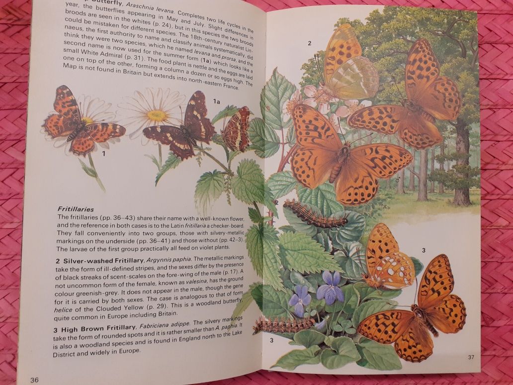 Atlas motyli Butterflies and Moths  Wilkinson, J Tweedie