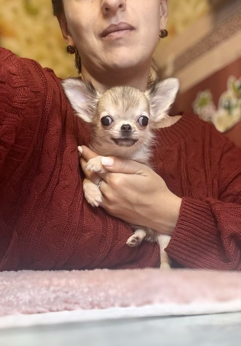 Микро мальчик! КСУ, питомник