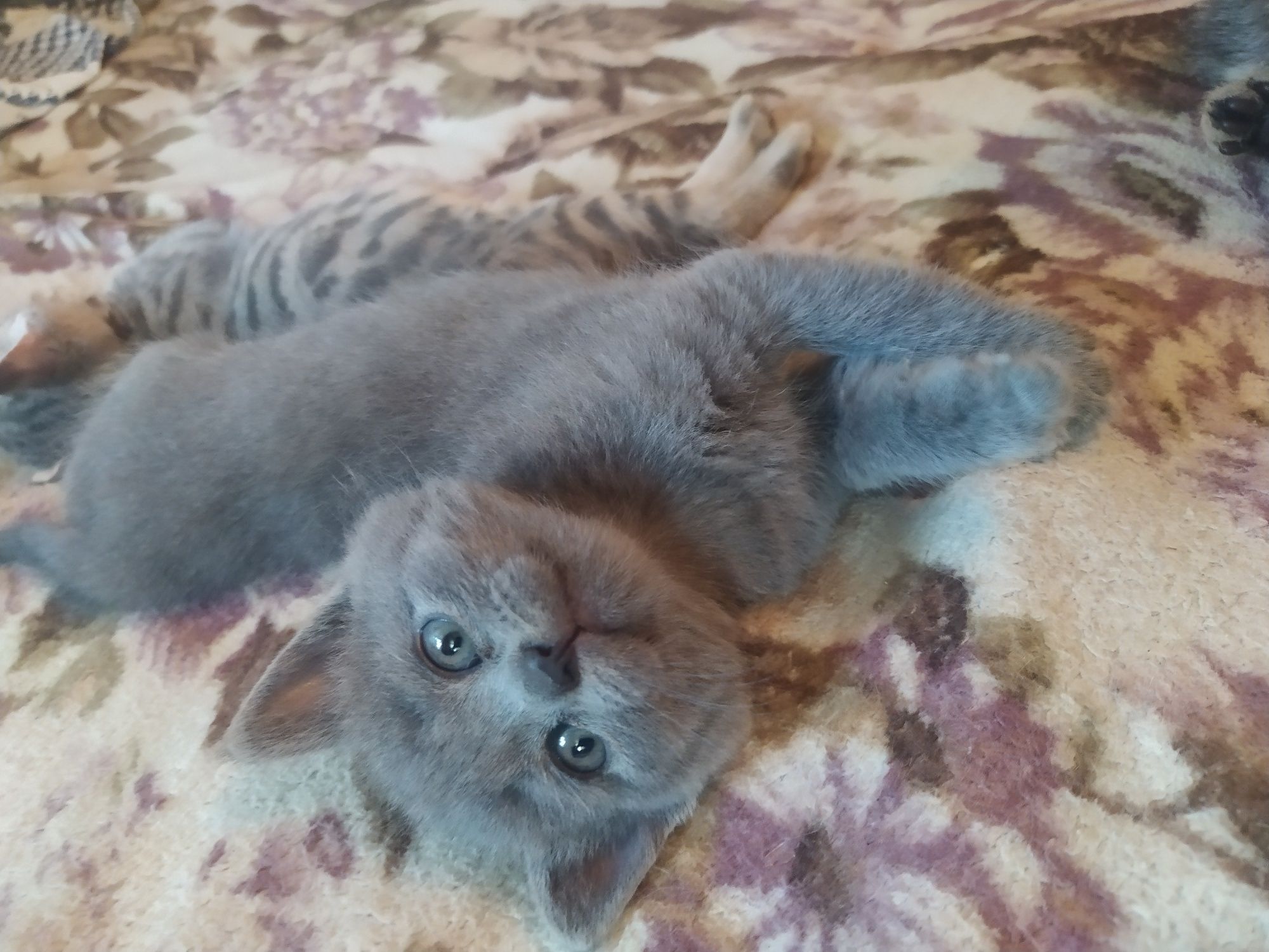 Віддам кошенят безкоштовно
