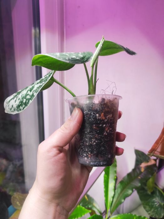 Филодендрон Rio, Сциндапсус Silver Ann