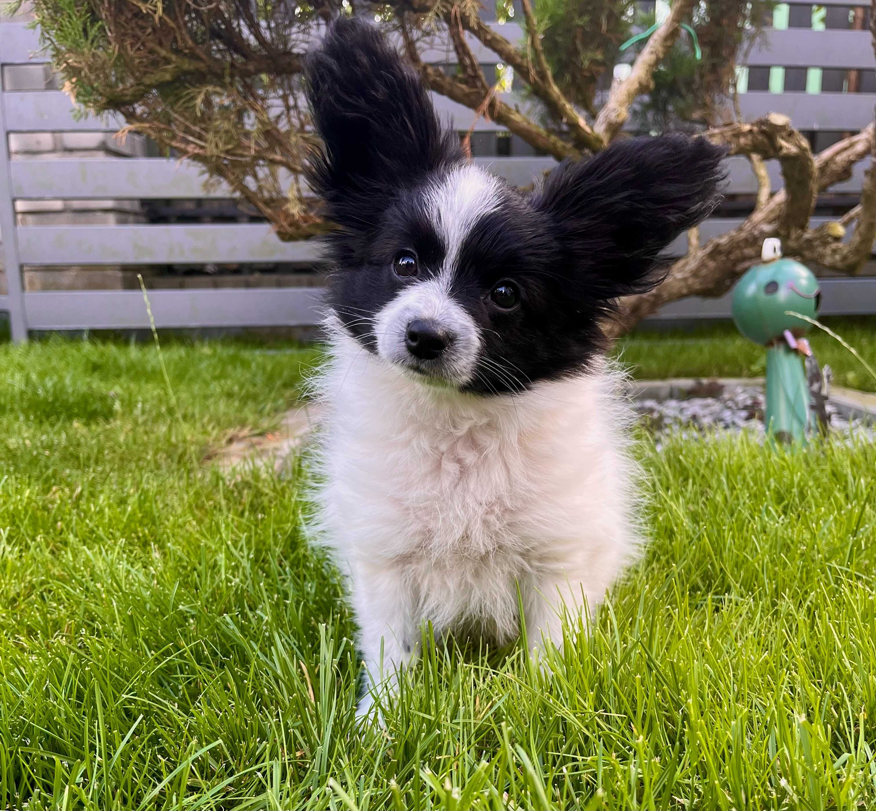 Papillon- cudna sunia