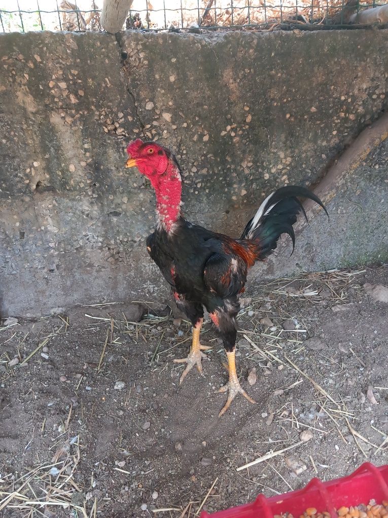 Vendo indio gigante