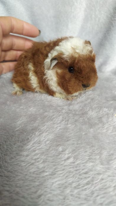 Морские свинки Мерино Тексель из питомника Margosha