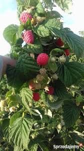 Sprzedam sadzonki malin Sugana,glen ,WYSYŁKA,dob,ukorze.-Duży owoc