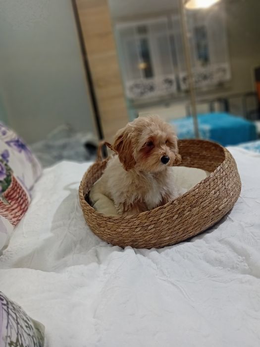 Maltipoo ,maltańczyk &pudel toy suczka