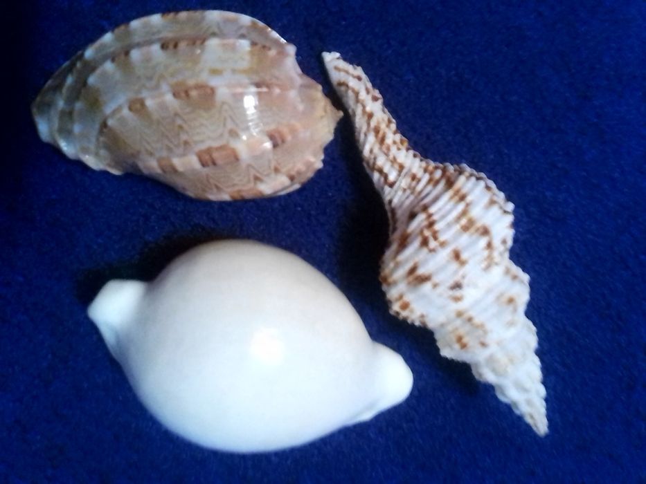 Ракушки океанские