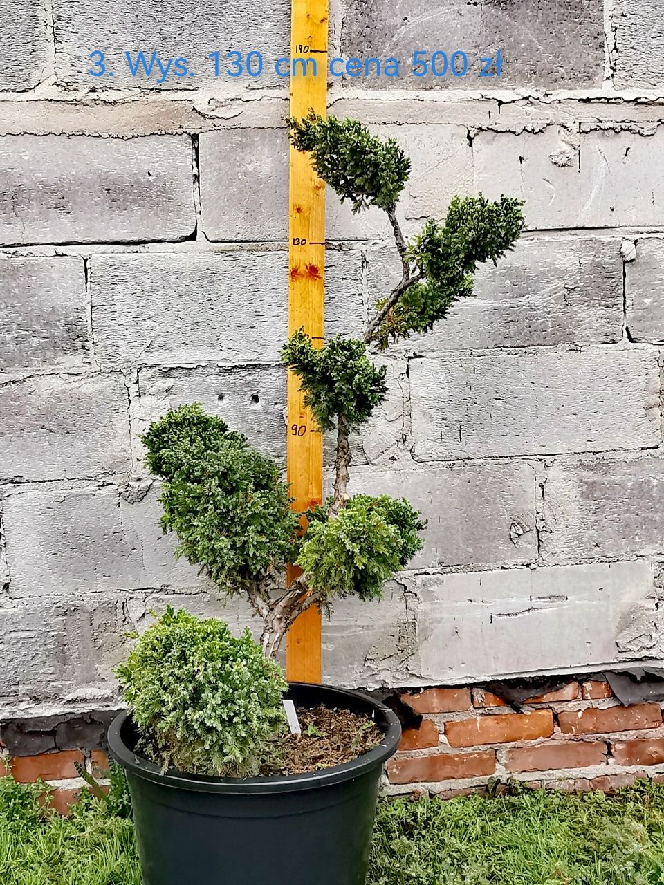 Bonsai ogrodowy, jałowce formowane.