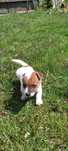 Jack Russell Terrier.  Piesek