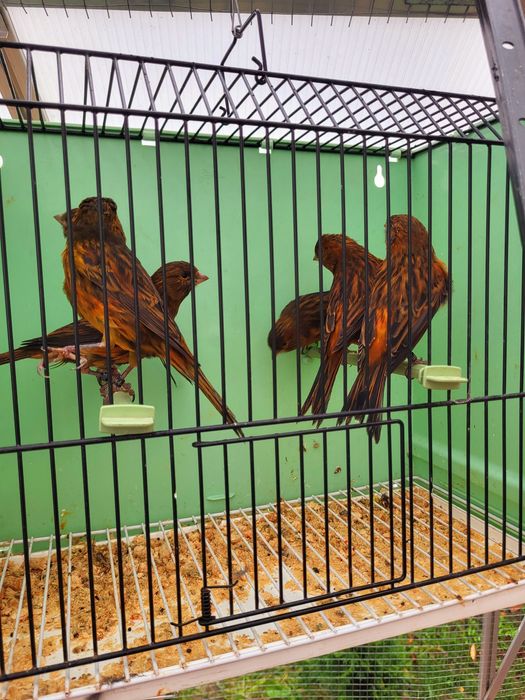 Kanarki kobalty, kasztany, agaty