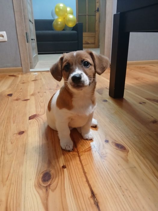 Щенкі Джек-Расел-Терєр