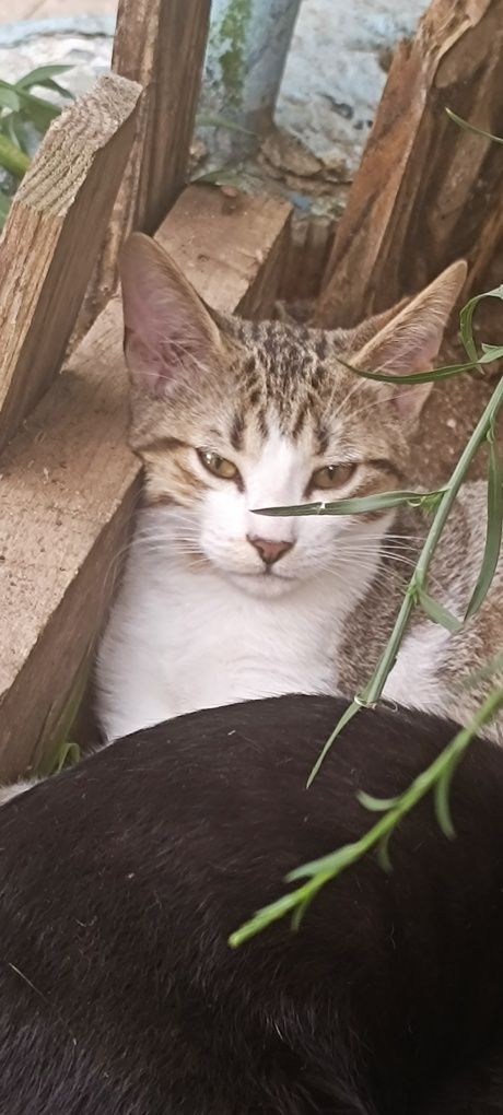 Gatos com 6 meses