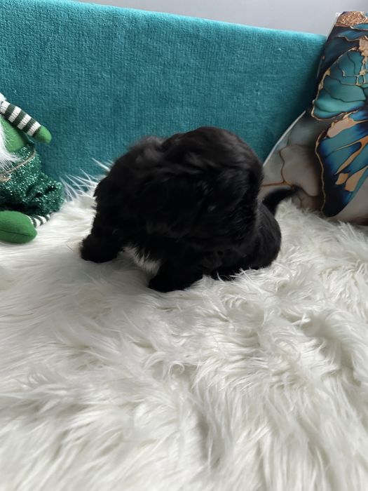 Shih-tzu śliczny czarny piesek-ZAREZERWOWANY